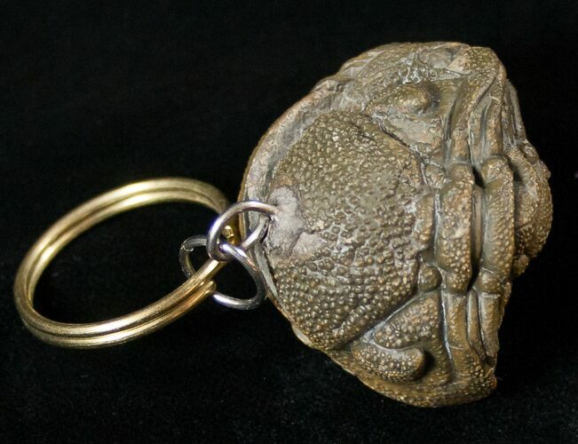 Real Phacops Trilobite Keychain #17332